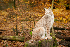 Wildpark Tambach - (c) Robert Geisel