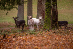 Wildpark Tambach - (c) Rainer Schaller
