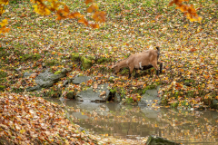 Wildpark Tambach - (c) Rainer Schaller