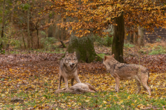 Wildpark Tambach - (c) Rainer Schaller