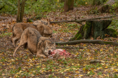 Wildpark Tambach - (c) Rainer Schaller