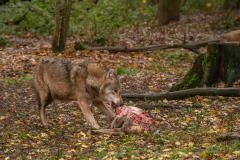 Wildpark Tambach - (c) Rainer Schaller