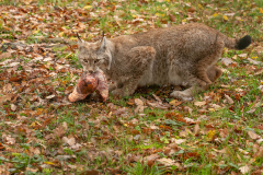 Wildpark Tambach - (c) Rainer Schaller