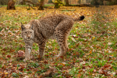 Wildpark Tambach - (c) Rainer Schaller