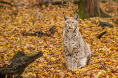 Wildpark Tambach - (c) Rainer Schaller