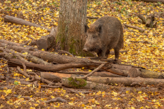 Wildpark Tambach - (c) Rainer Schaller
