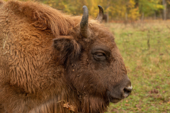 Wildpark Tambach - (c) Rainer Schaller