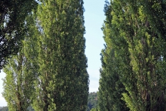 Dörfler Hanna Baum 1