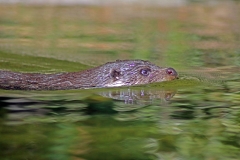 Dörfler Hanna Tiere 2