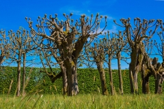 Hassel Hanna Baum 2