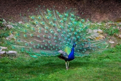Hassel Hanna Tiere 1
