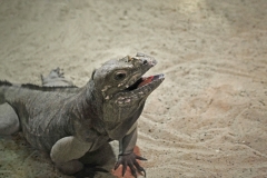 Hassel Hanna Tiere 2