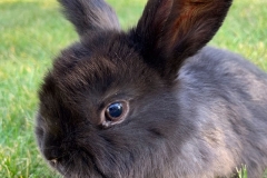 Kellner Frieda Tiere 1