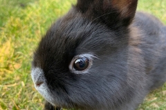 Kellner Marie Tiere 1
