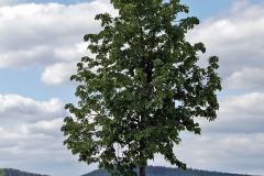 Tscherner Julia Baum 1
