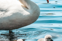 Doerfler-Hanna-Wasser-1