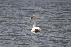 Holzschuh-Melanie-Wasser-1
