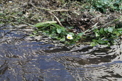 Kopf-Liliana-Wasser-1