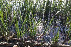 Kopf-Liliana-Wasser-3