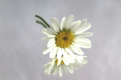Kopf-Liliana-frei-3