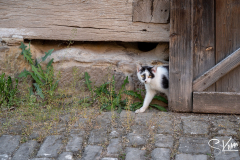 Ummerstadt - (c) Silke Kern