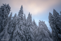 Thüringer Wald - (c) Klaus Wendel