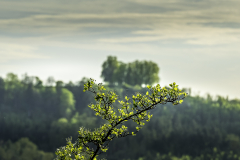 Morgenbühl - (c) Jürgen Stauch