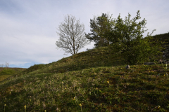 Morgenbühl - (c) Michael Grau