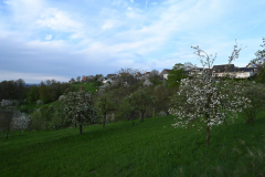 Morgenbühl - (c) Michael Grau