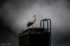 Jahresthema "eingerahmt" - (c) Klaus Wendel