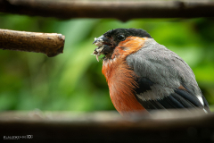 Jahresthema "eingerahmt" - (c) Klaus Wendel