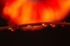 Farbspiele - (c) Christine Schneider