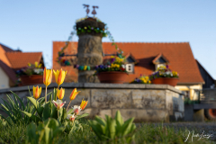 Osterbrunnen Wiesen - (c) Nicole Lanig