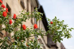 Fürth - (c) Nicole Lanig